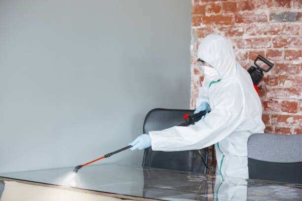 Best Basement Mold Removal  in Avenue B And C, AZ